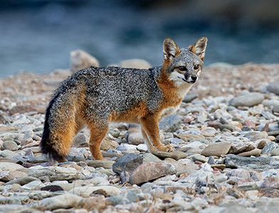 island fox