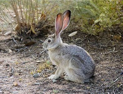 black tailed jackrabbit