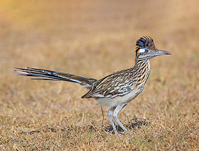 roadrunner