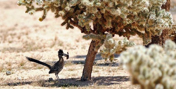 roadrunner under dry tree