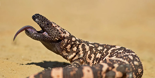 gila monster