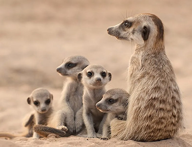 meerkat