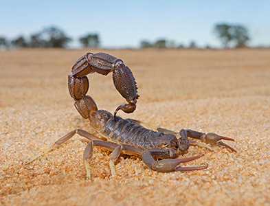 scorpion