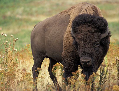 bison