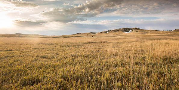 golden field of tall grass