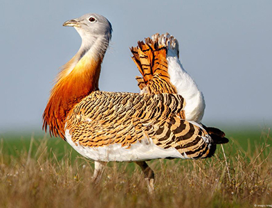 great bustard