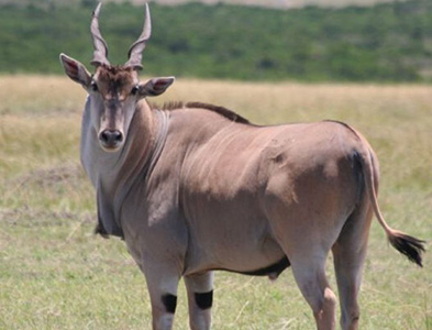common eland