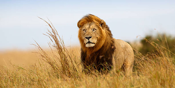 lion in feild
