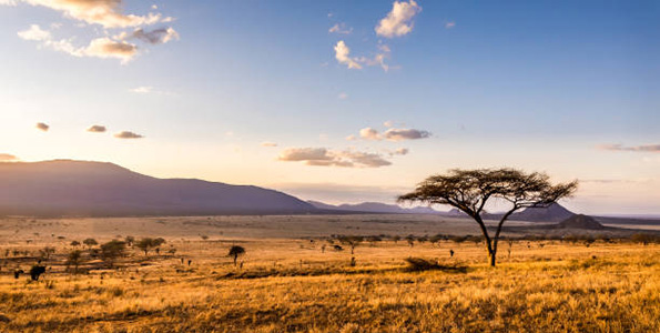 savanna feild with trees