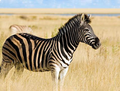 zebra