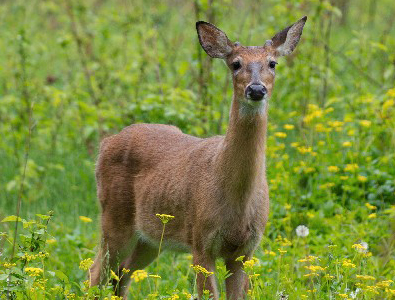 deer
