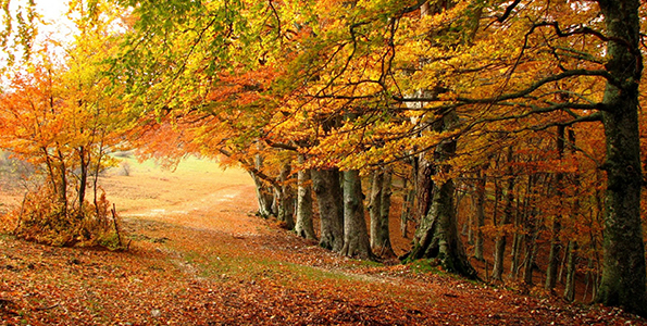 fall trees with orange leaves