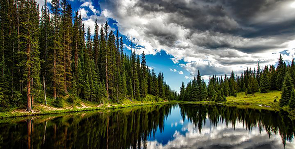 conifer trees by lake