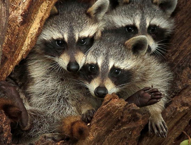 raccoons