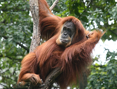 orangutan