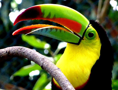 toucan
