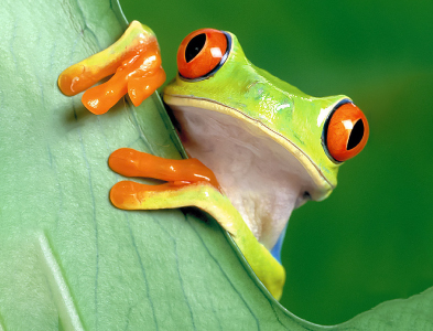 tree frog
