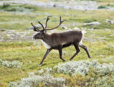 caribou