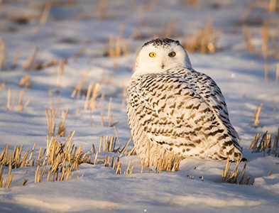 snowy owl