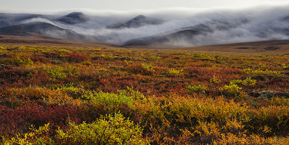 tundra mountains and lichen